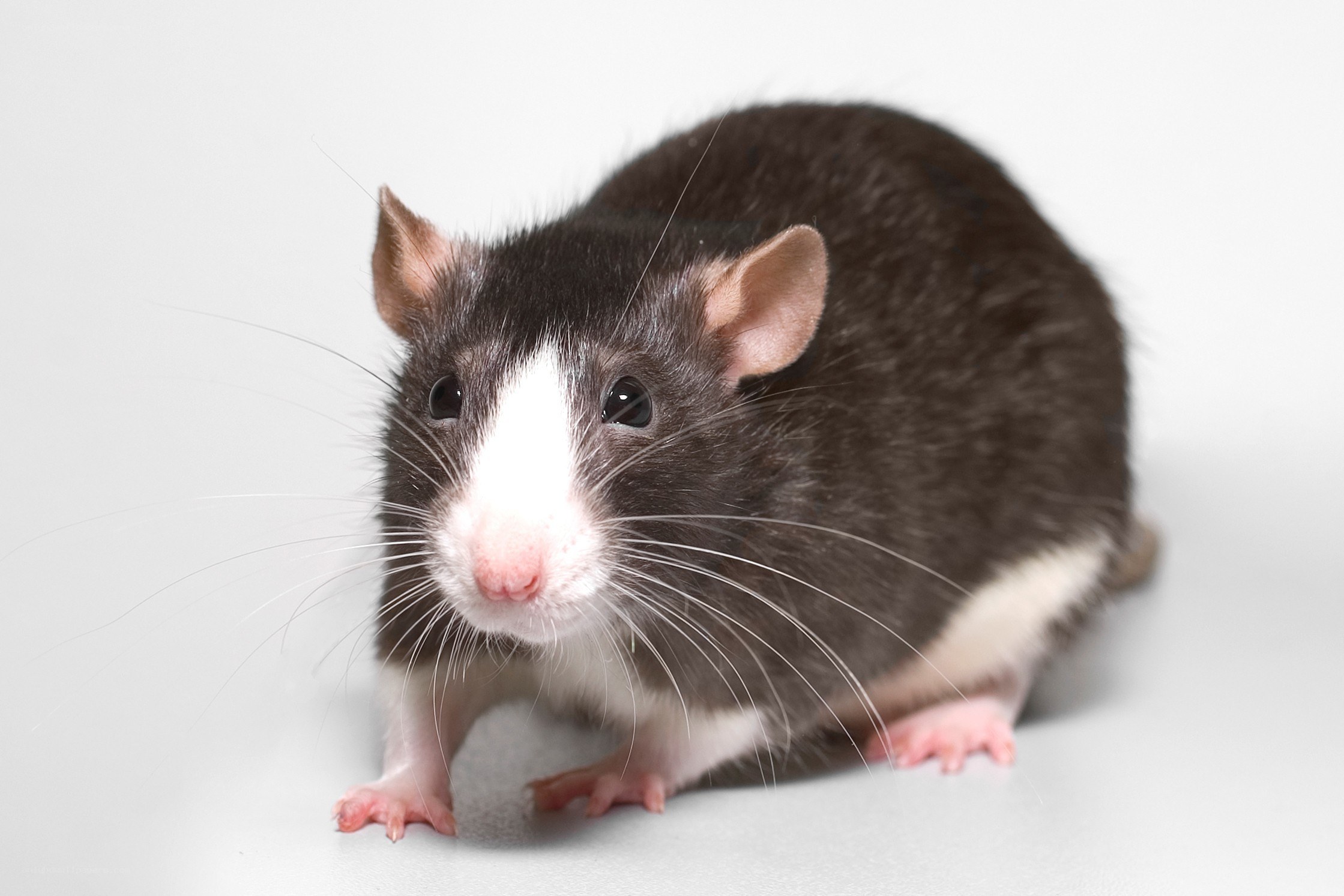 black and white rat