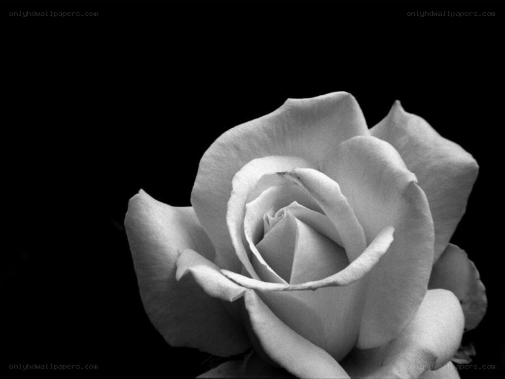 black and white rose