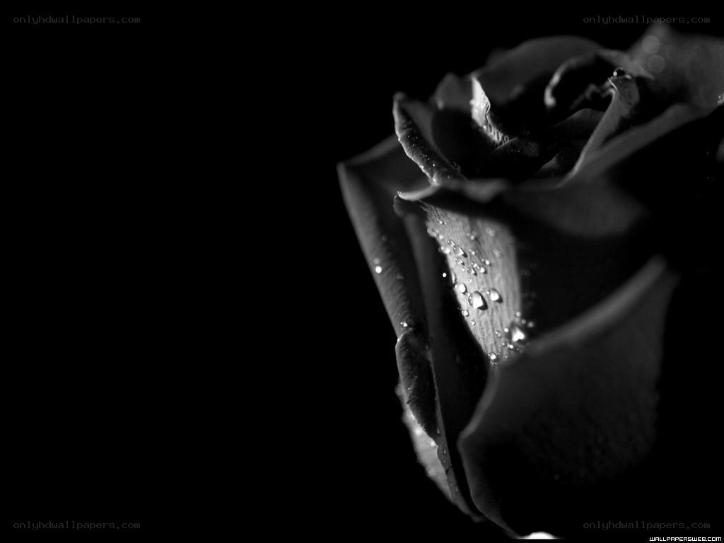 black and white rose