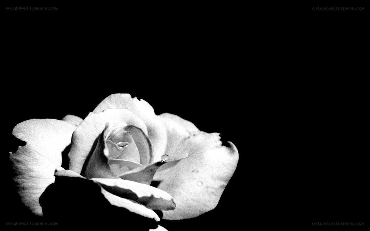 black and white rose