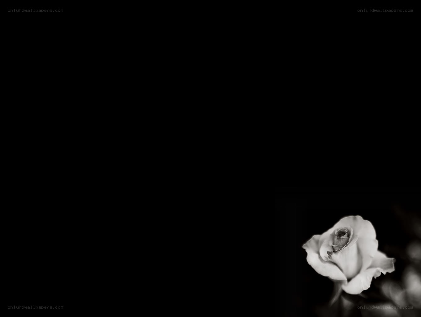 black and white rose