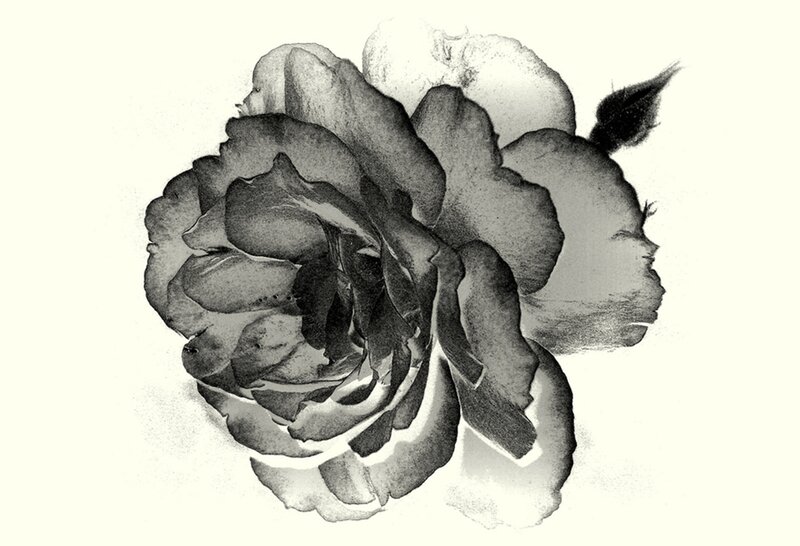 Black and White Rose — Calm, Illustration