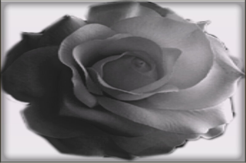 Black and White Rose — Calm