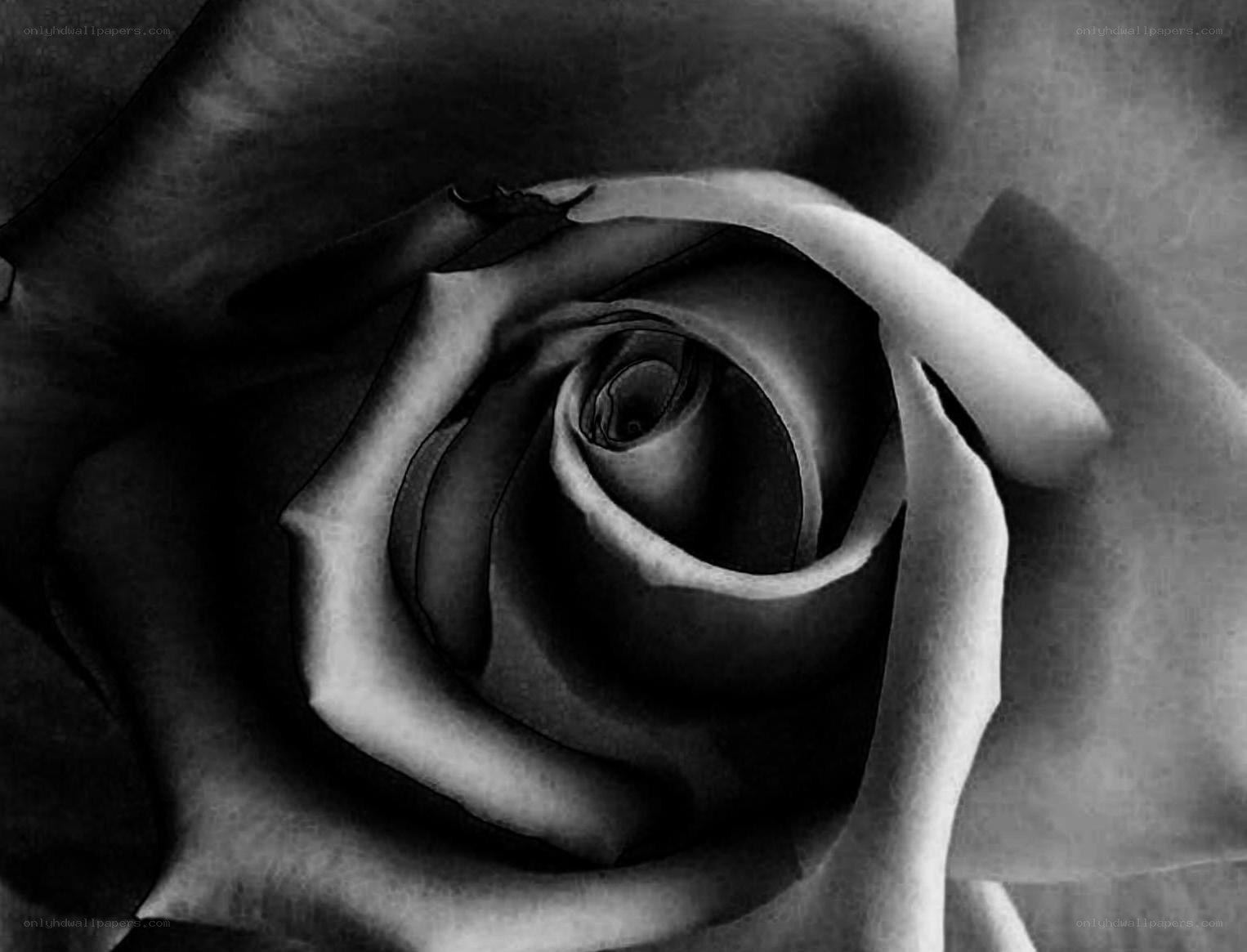 black and white rose close-up