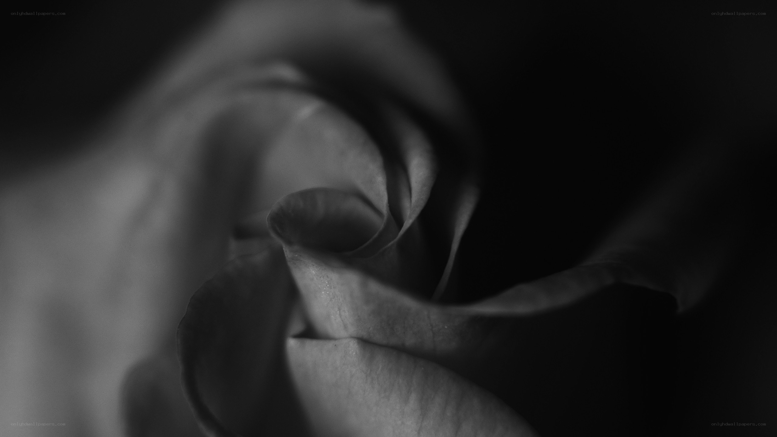 Black and white rose close-up