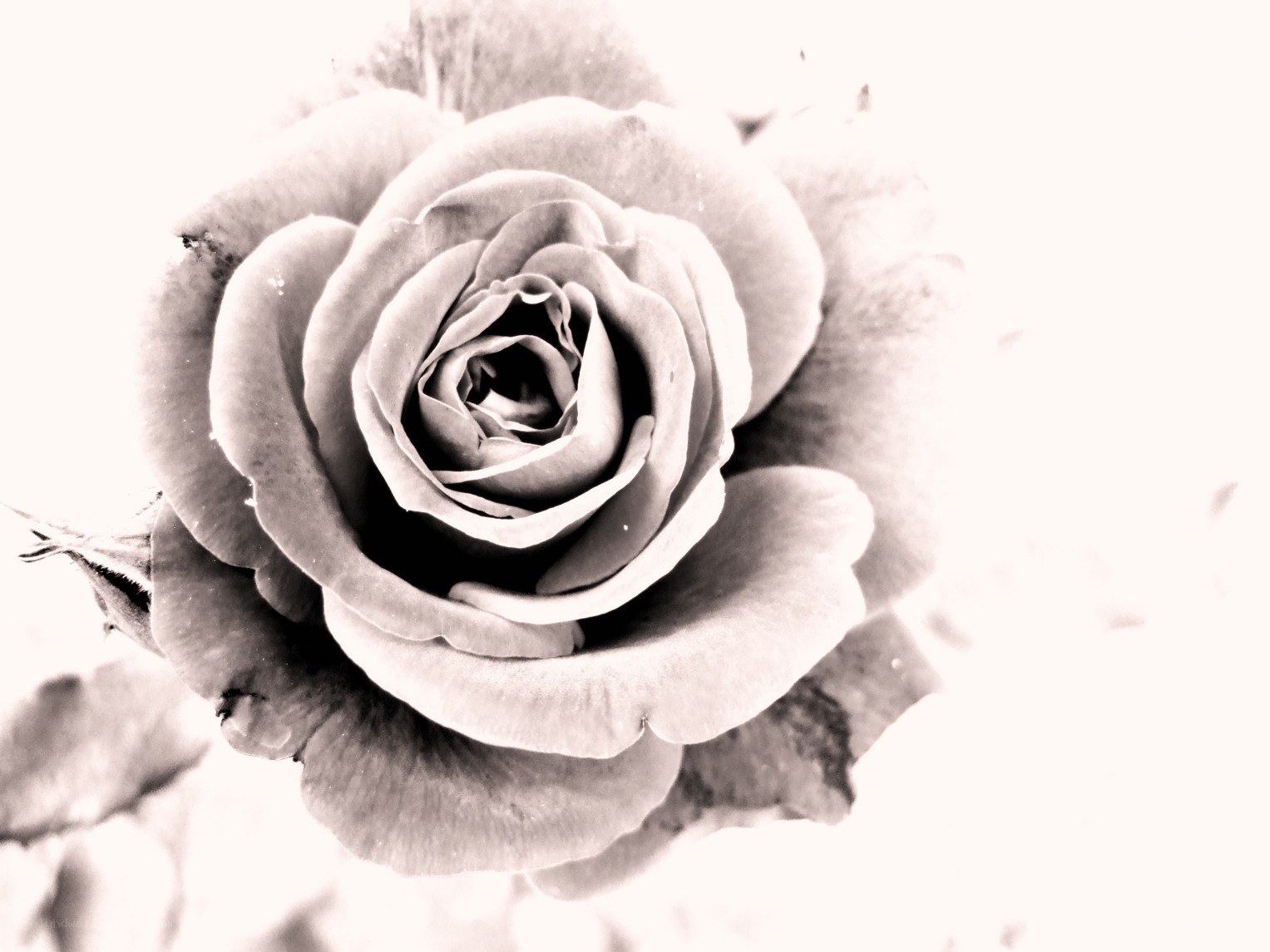 black and white rose close-up