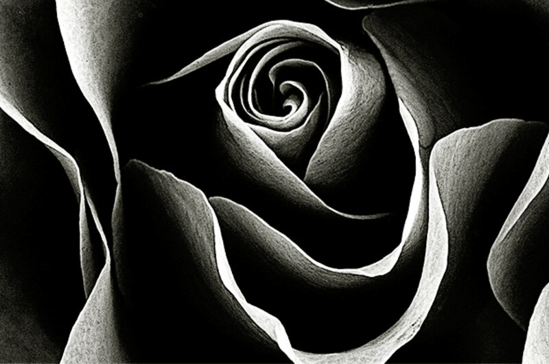 Black and white rose close-up