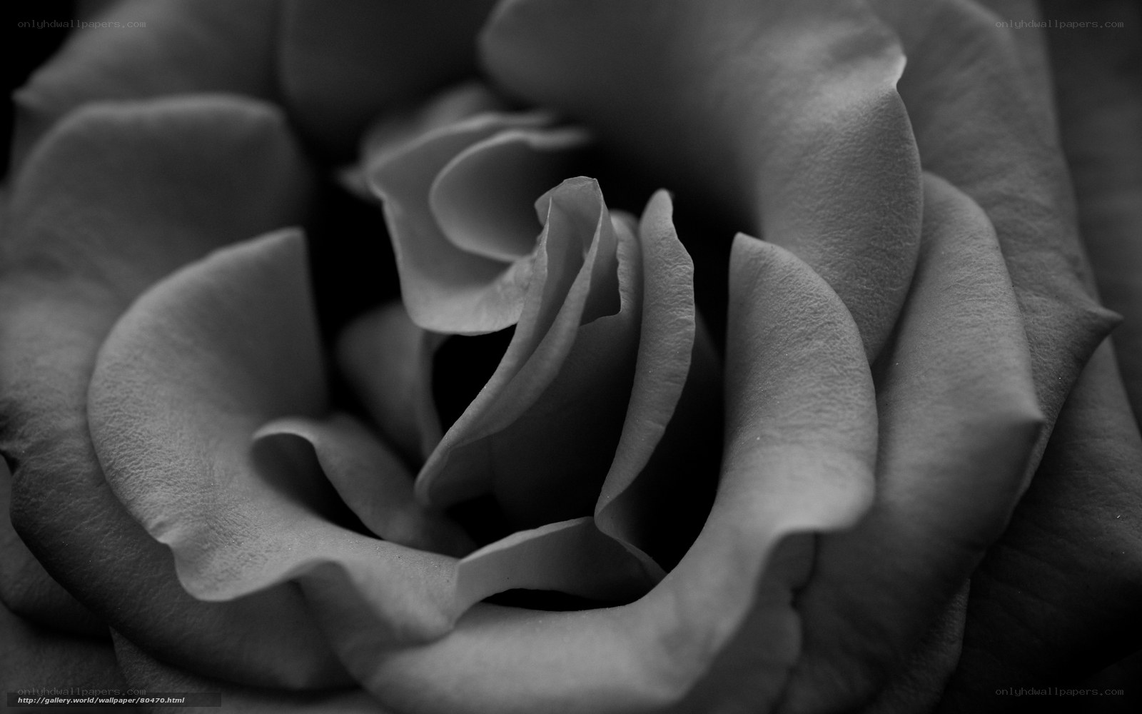 black and white rose close-up