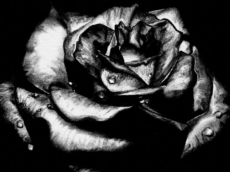 Black and White Rose — Dramatic, Illustration, Petals