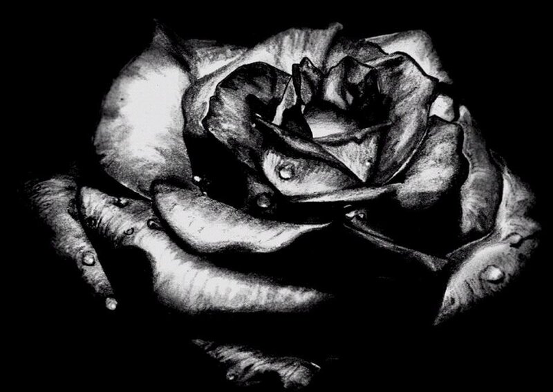 Black and White Rose — Dramatic, Illustration