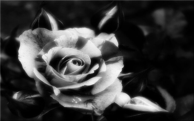 Black and White Rose — Dramatic, Photograph, Buds