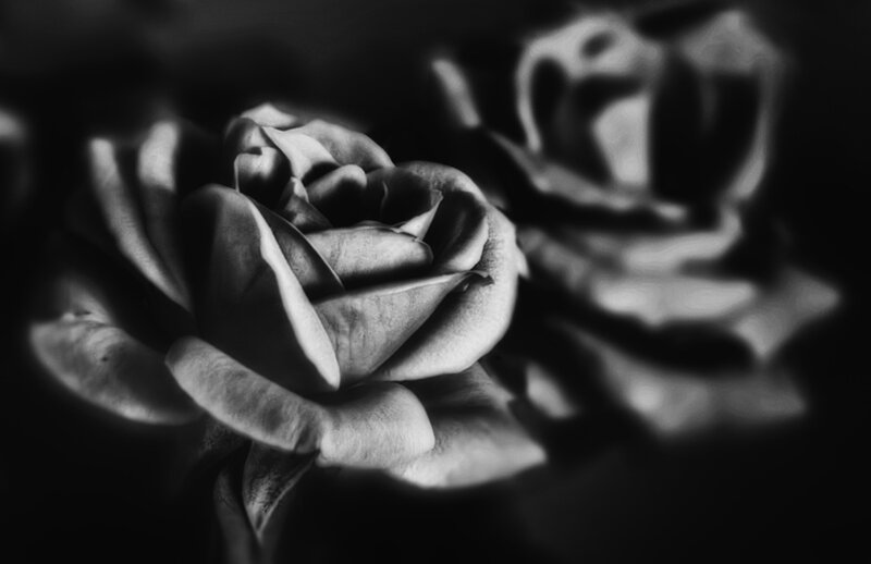 Black and White Rose — Dramatic, Photograph, Flower, Dark Background