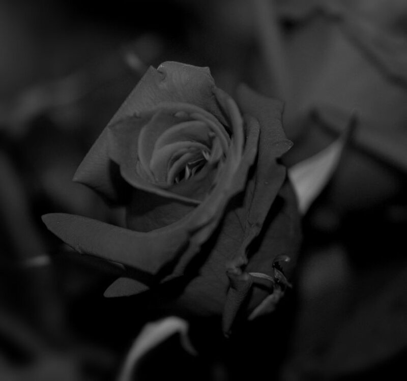 Black and White Rose — Dramatic, Photograph, Flower, Petals
