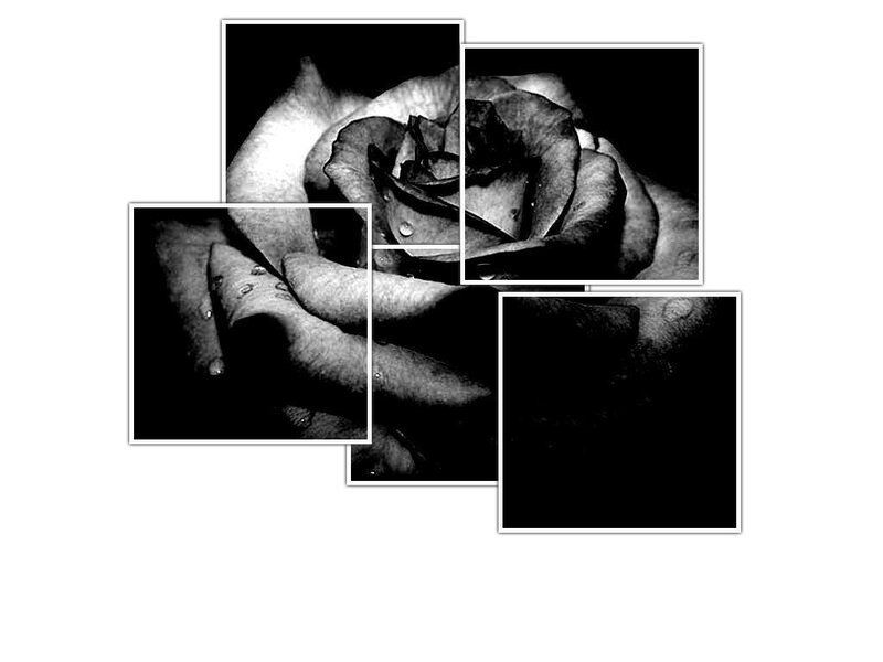 Black and White Rose — Dramatic, Photograph, Flower
