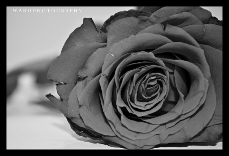 Black and White Rose — Dramatic, Photograph, Petals, Shadow
