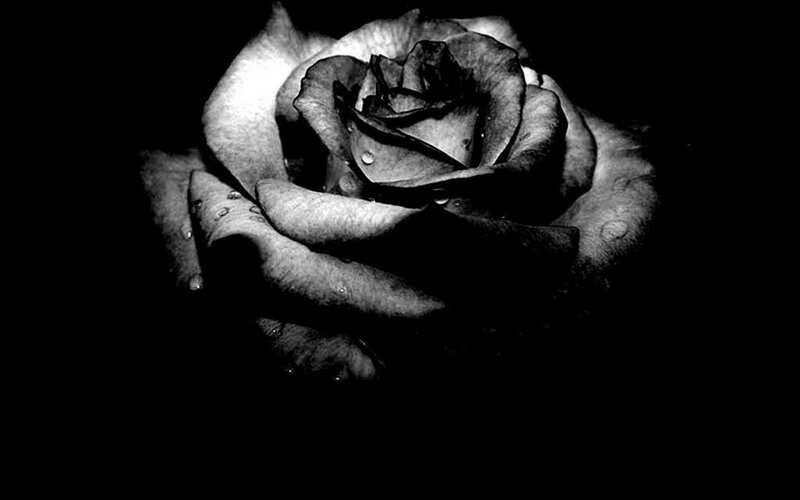Black and White Rose — Dramatic, Photograph, Petals