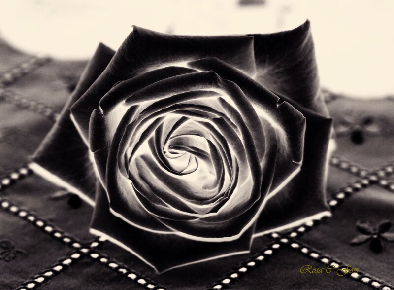 Black and White Rose — Dramatic