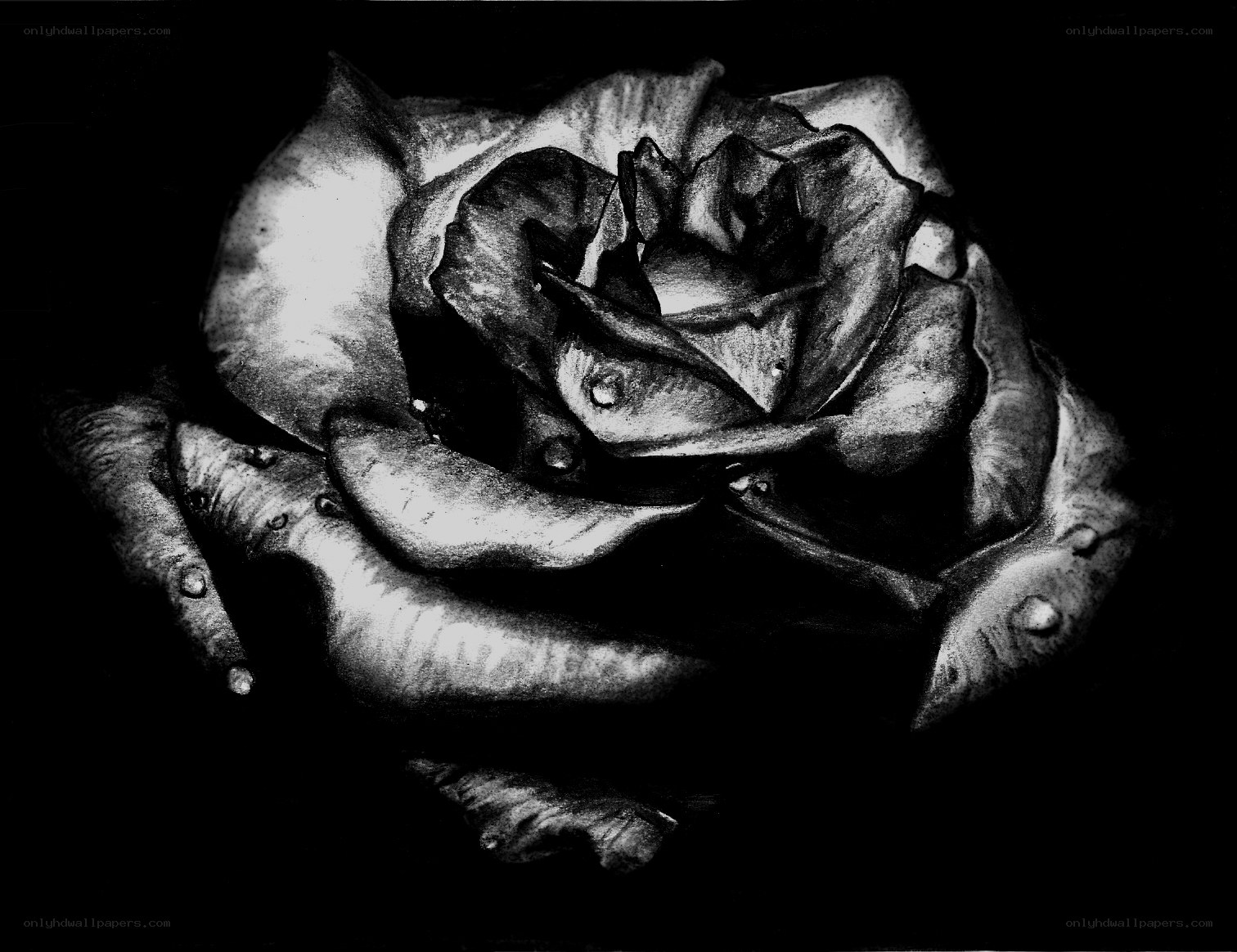 black and white rose drawing