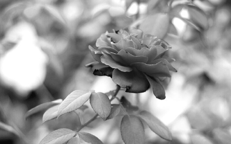 Black and White Rose Flower — Serene, Photograph