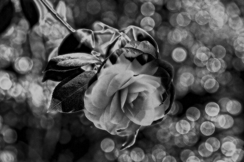 Black and White Rose Flower — Serene