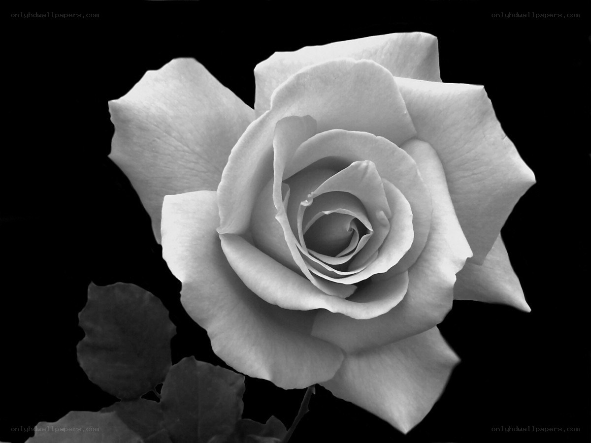 Black and white rose flower