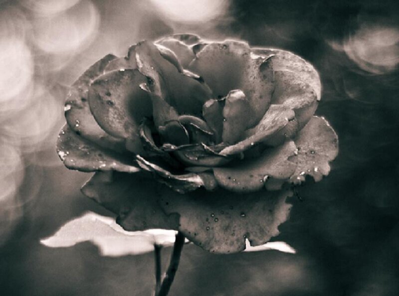 Black and White Rose — Gray, Dramatic
