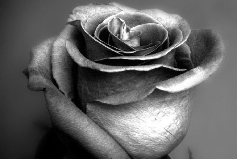 Black and White Rose — Gray