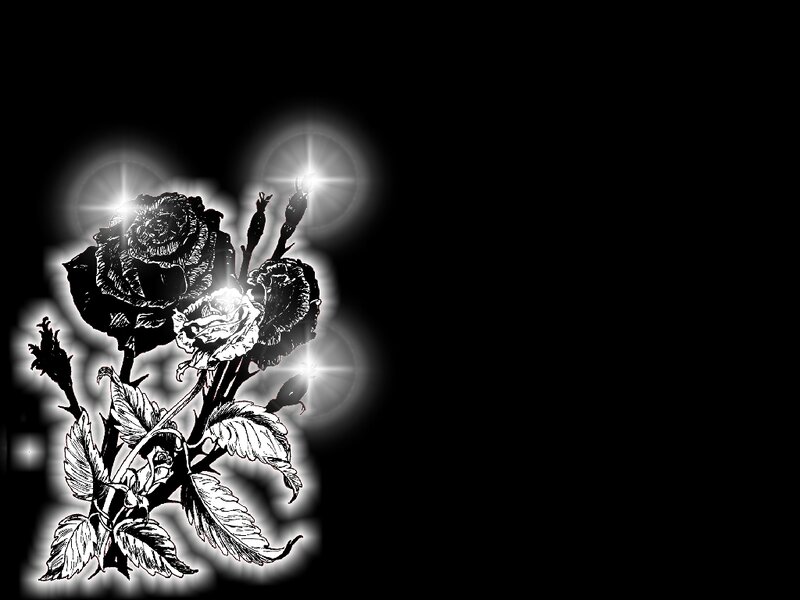 black and white rose illustration