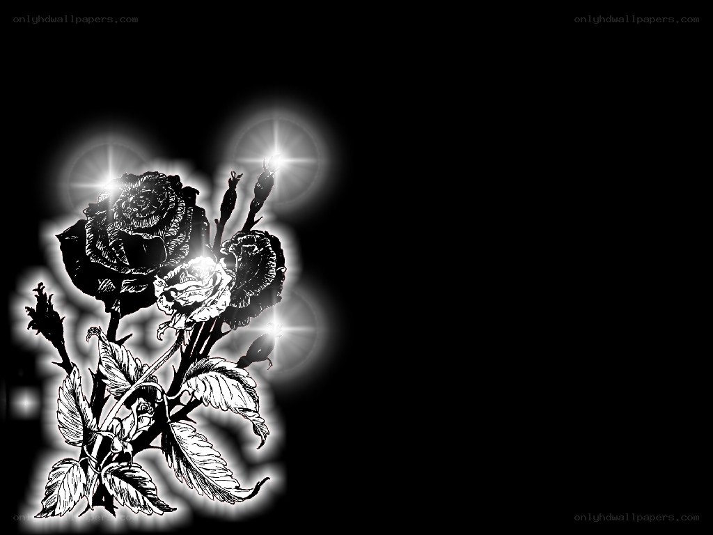 black and white rose illustration