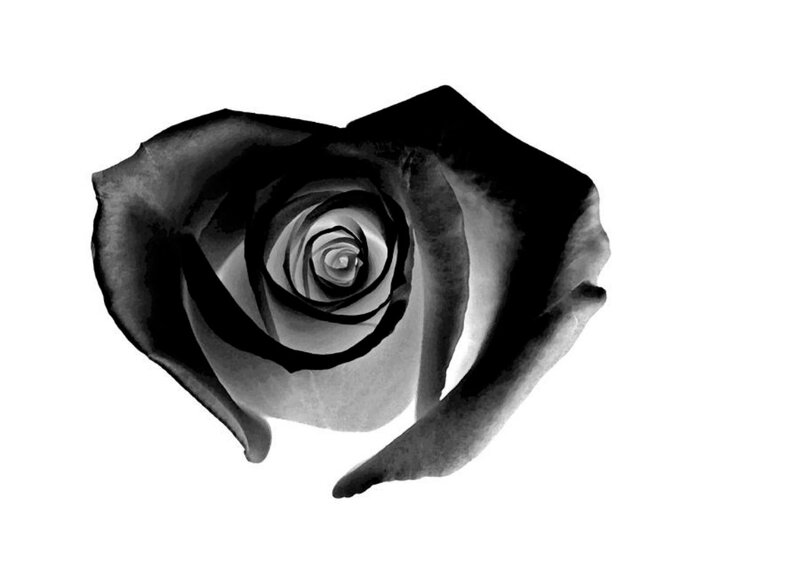 Black and White Rose — Minimalist