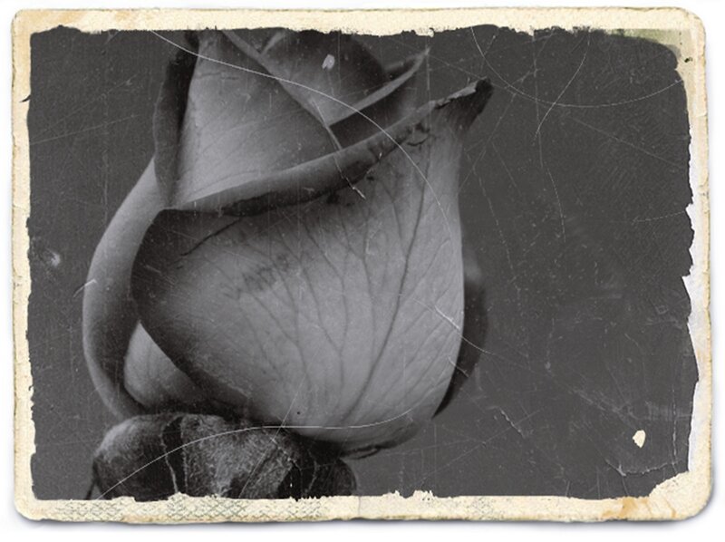 Black and White Rose — Nostalgic