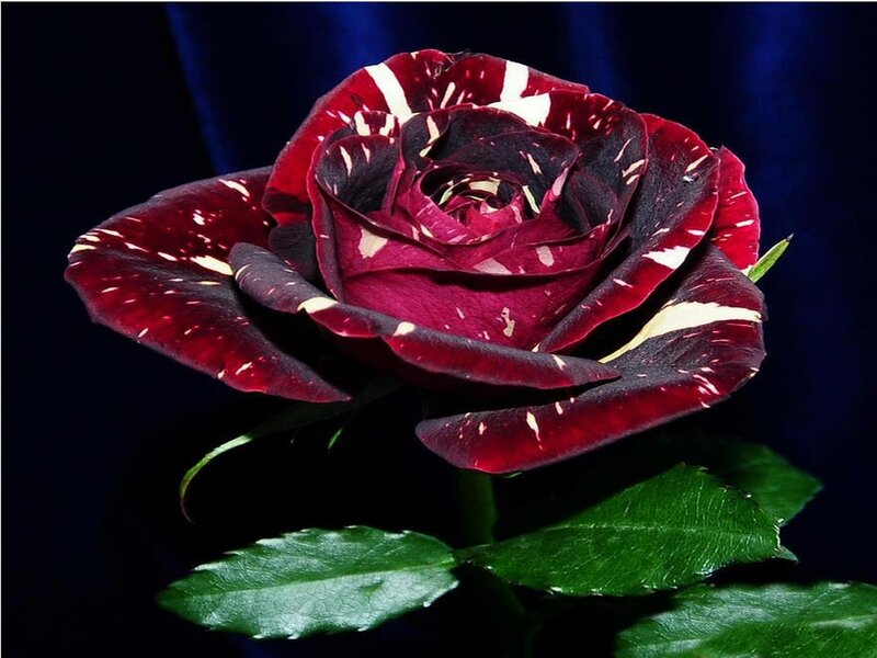 Black and White Rose — Red