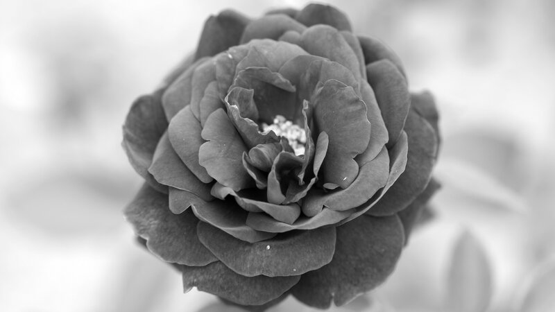 Black and White Rose — Serene