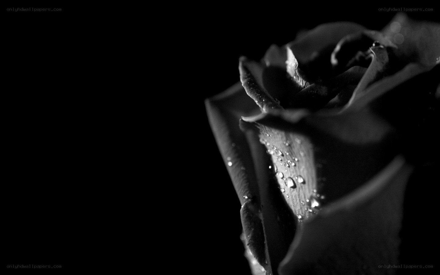 black and white rose with dew