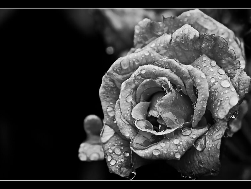 Black and white rose with water droplets