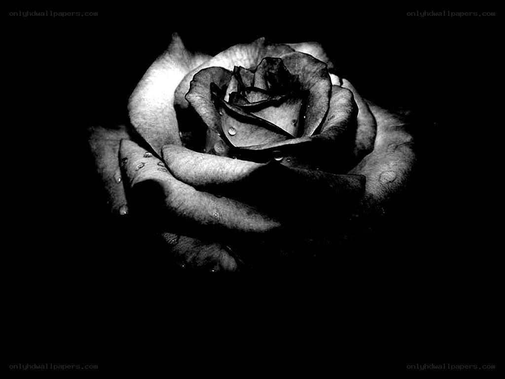 black and white rose