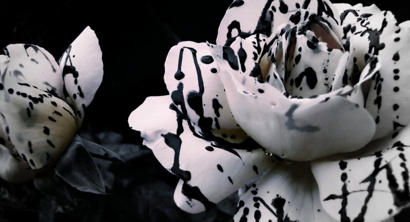 Black and White Roses — Dramatic