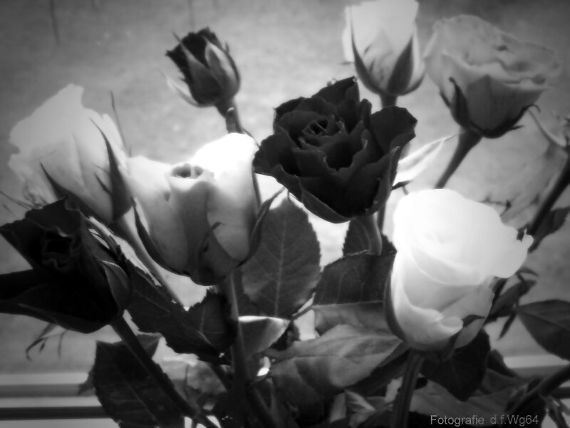 black and white roses