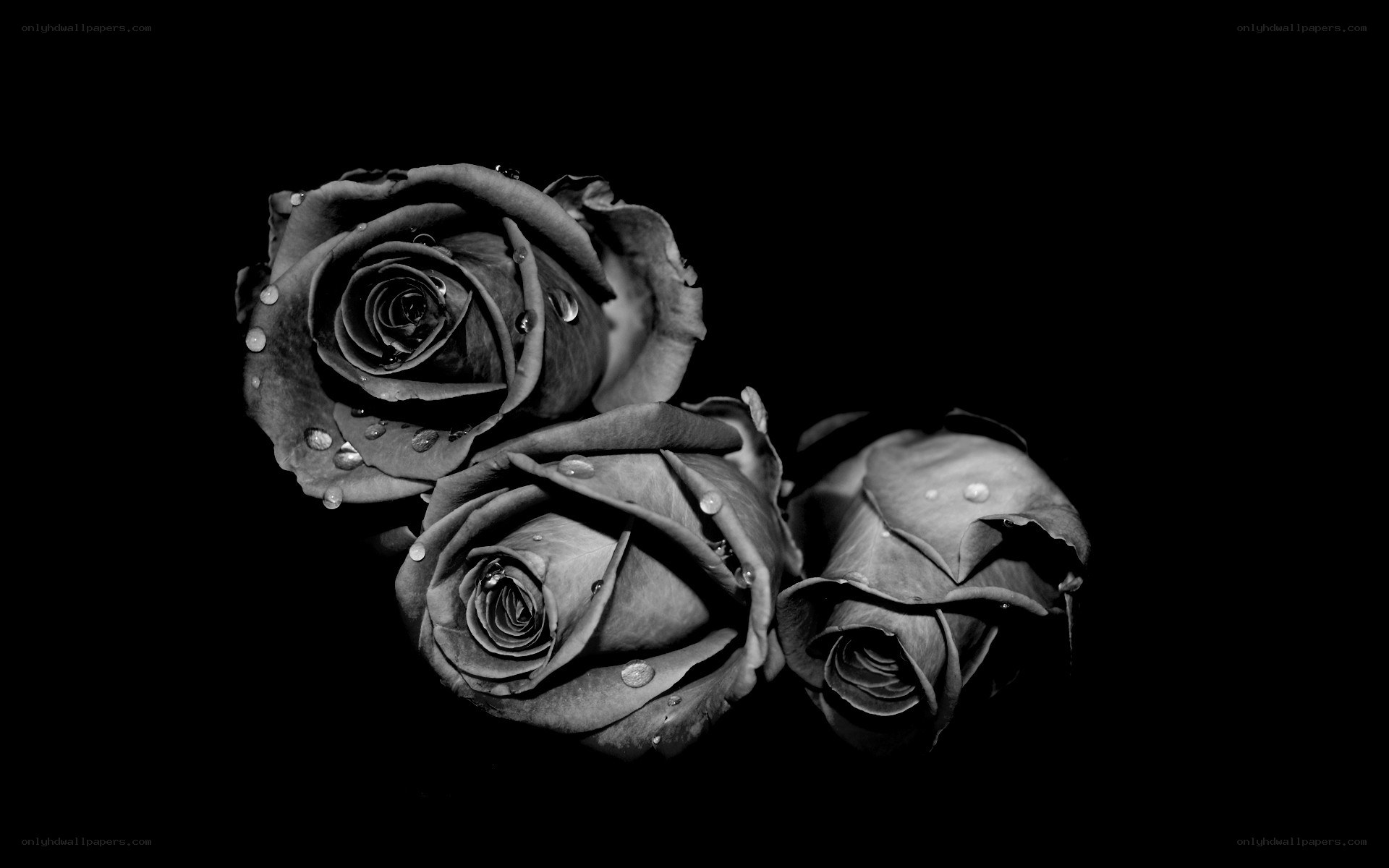 Black and white roses with dew