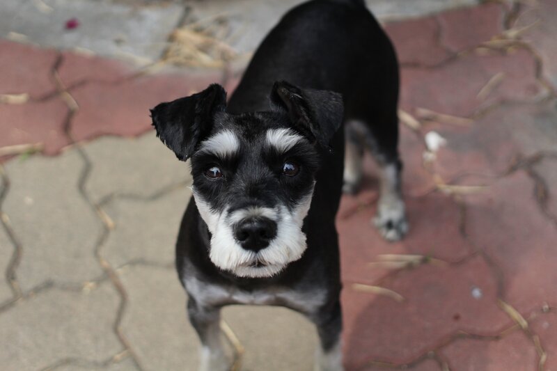 Black and White Schnauzer — Calm