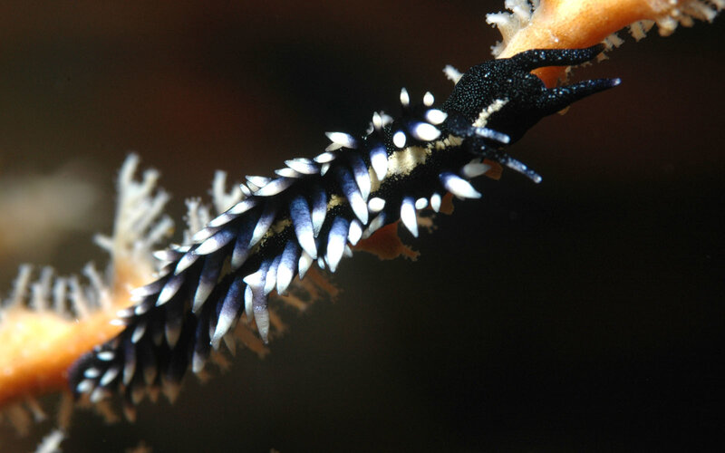 black and white sea slug