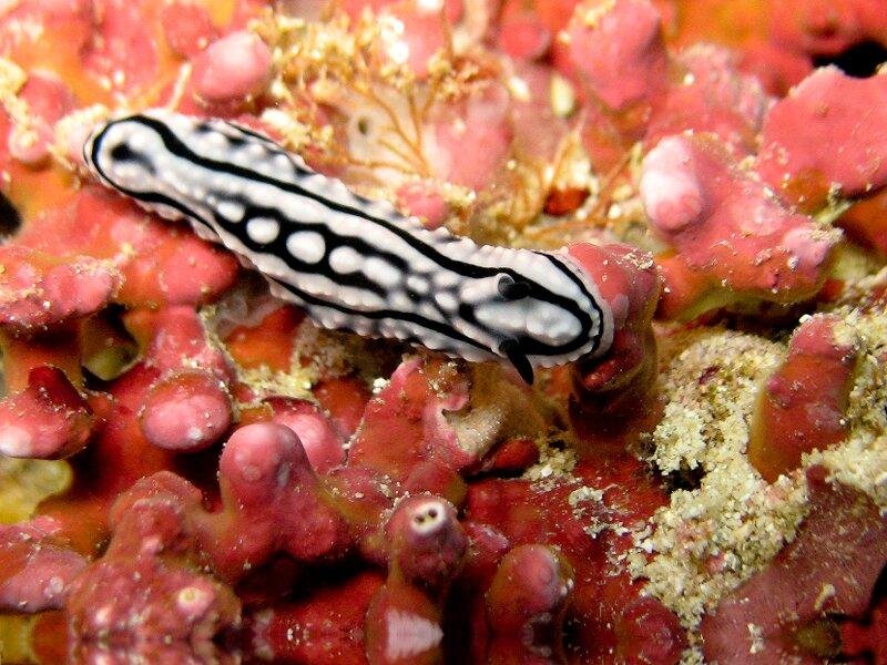 Black-and-white Sea Slug — White