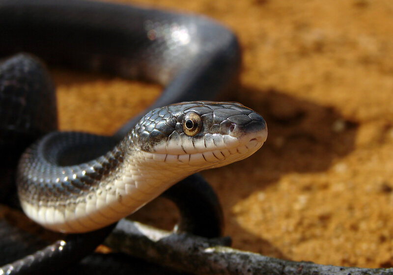Black and White Snake — Alert