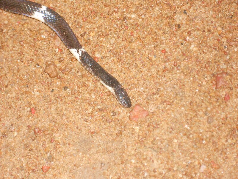 Black and White Snake — Brown, Neutral
