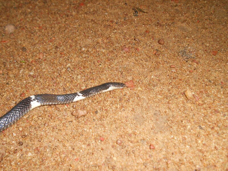Black and White Snake — Brown