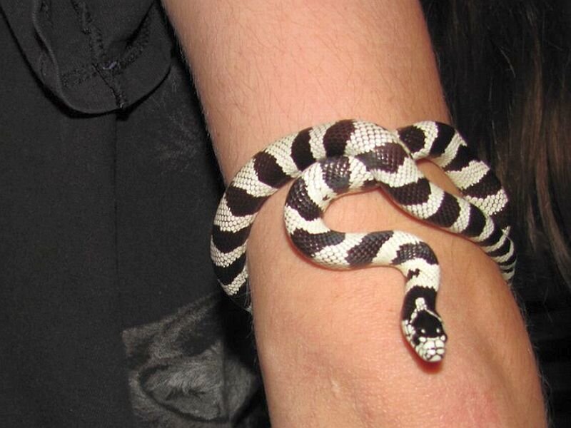 Black and White Snake — Calm