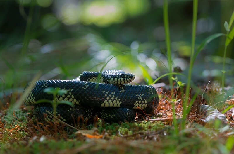 Black and White Snake — Green, Natural, Morning