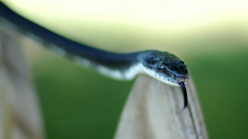 Black and White Snake — Green, Natural, Photograph
