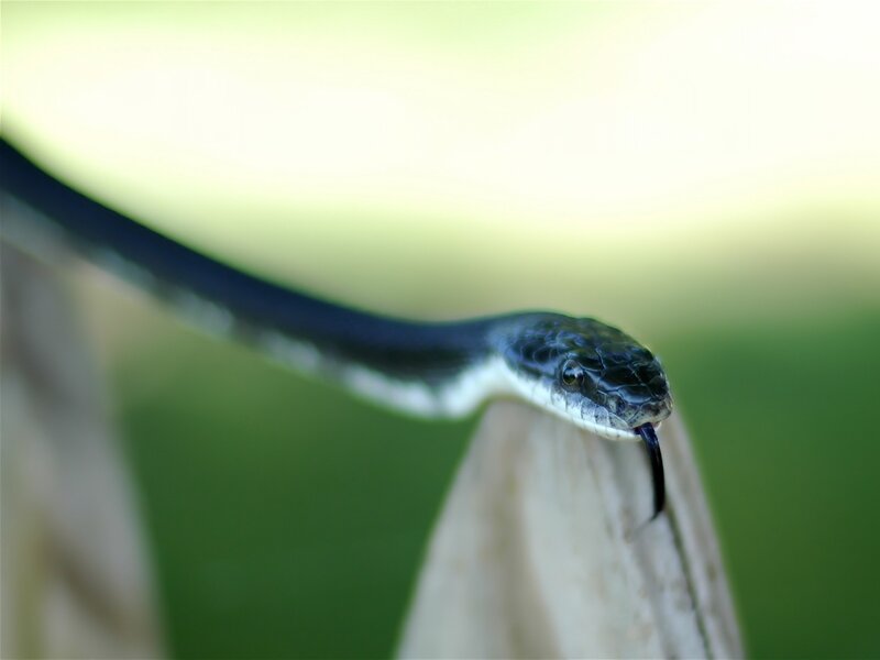 Black and White Snake — Green, Natural