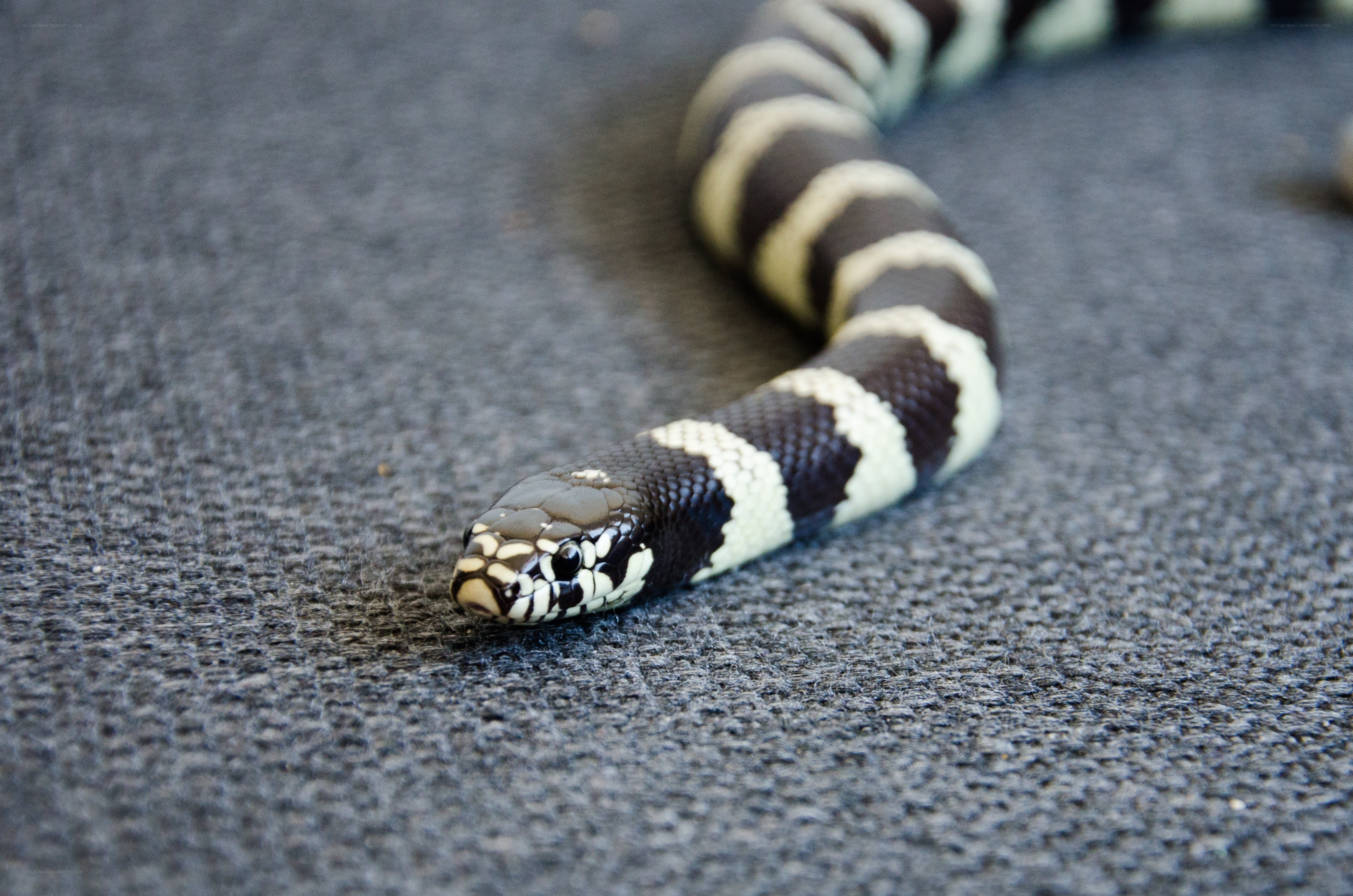 black and white snake on carpet